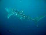 Djibouti - Whale Shark - 17